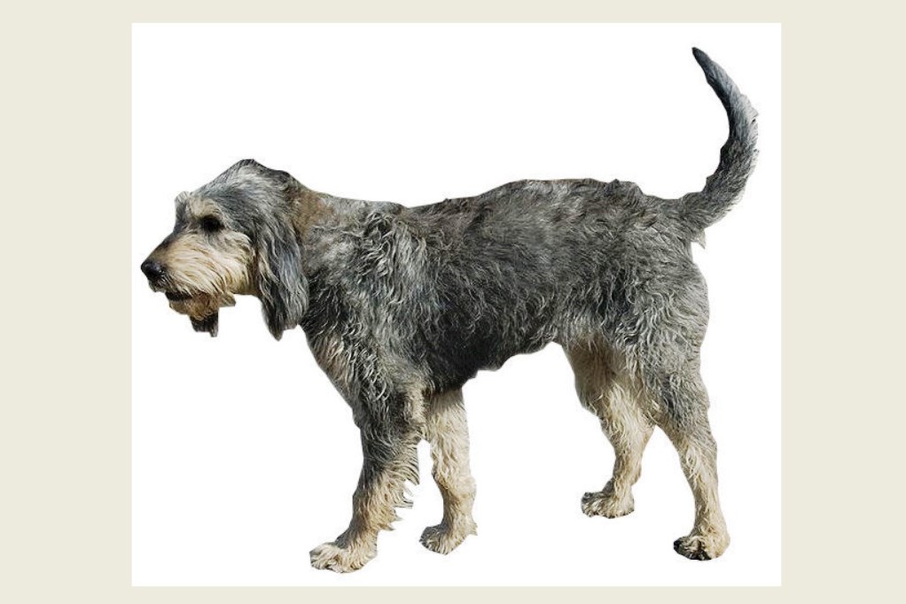 The griffon Nivernais dog breed
