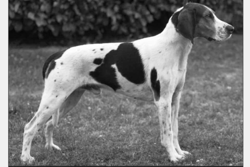The Haldenstovare dog breed