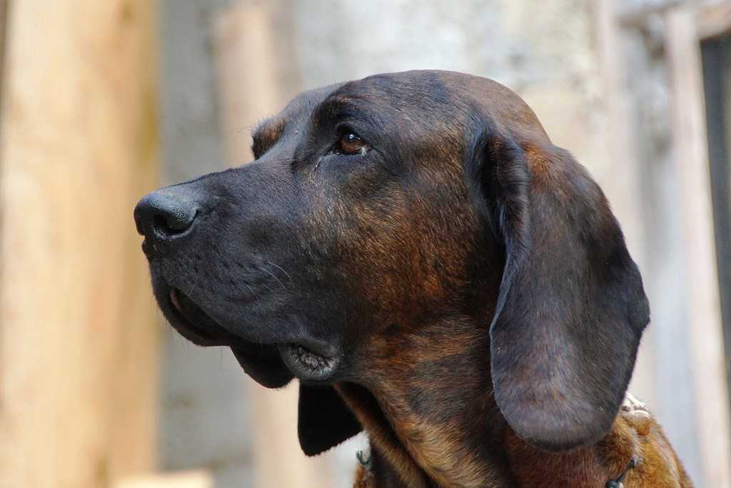 La razza canina hannoverscher schweisshund