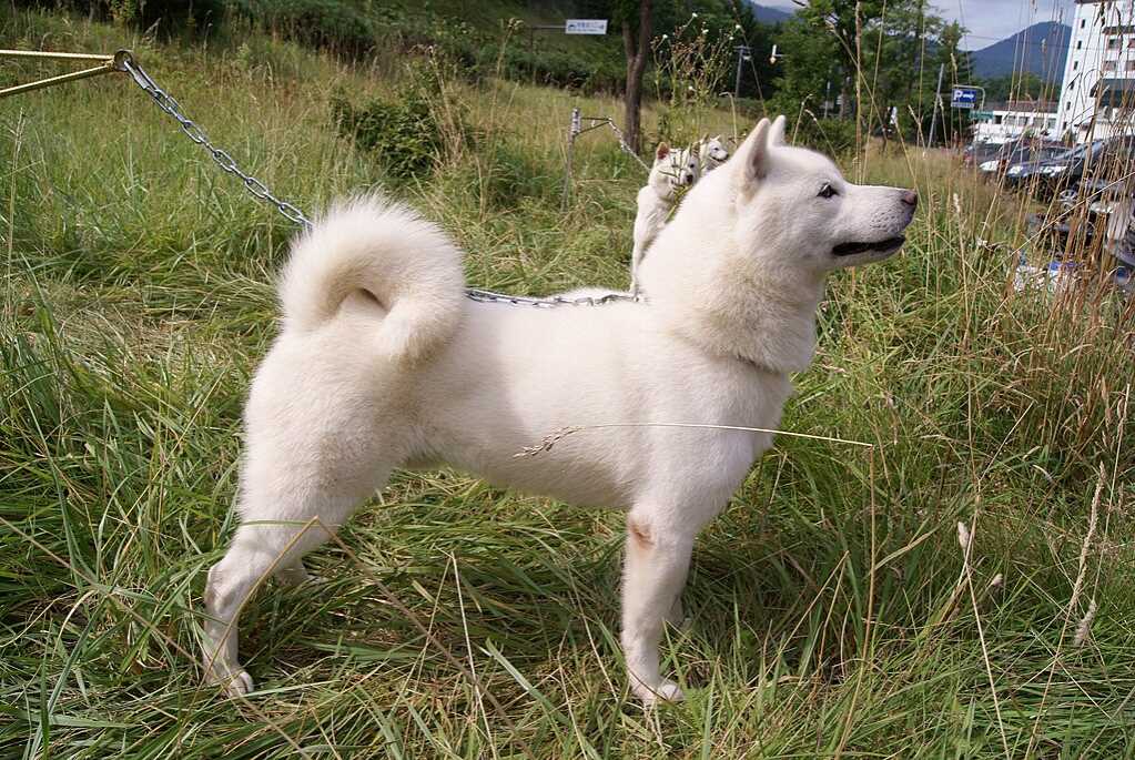 La razza canina Hokkaido