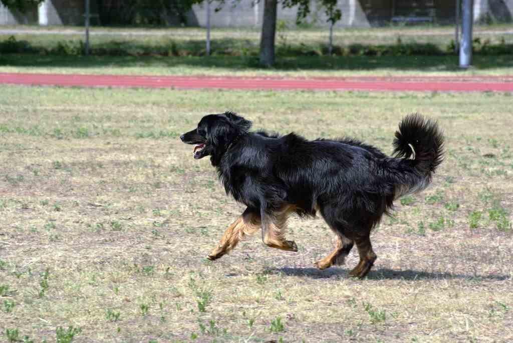 The hovawart dog breed