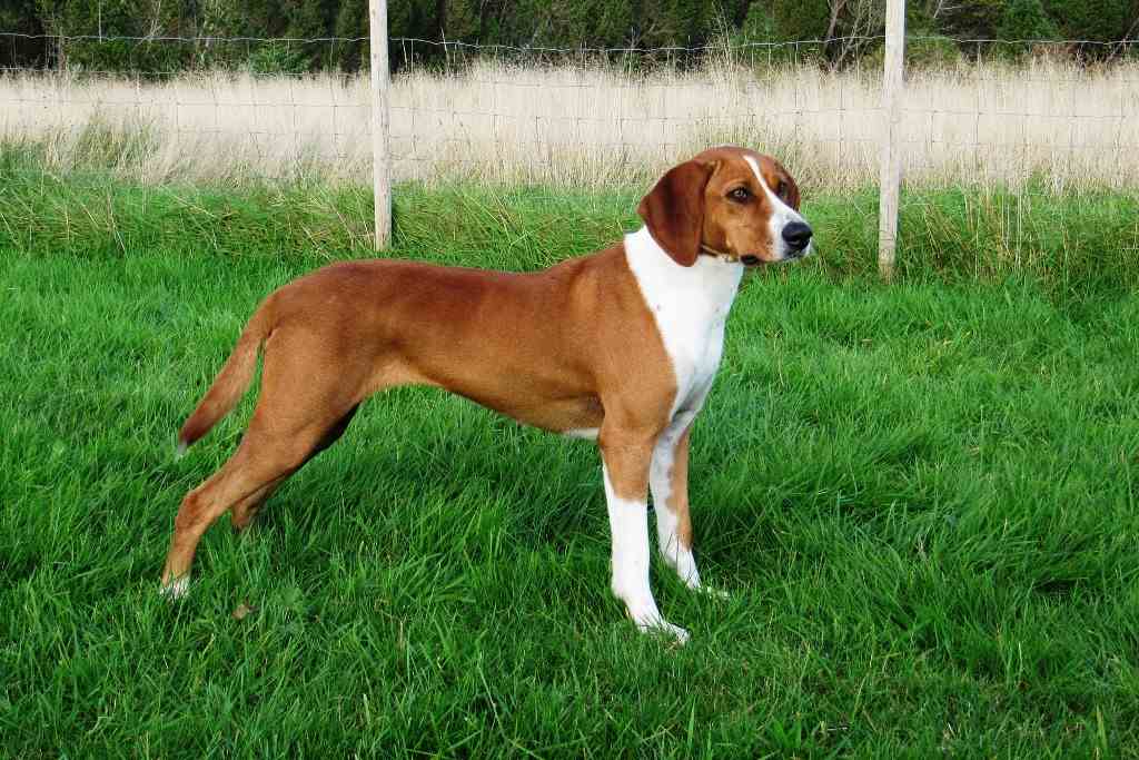 La raza de perro hygenhund
