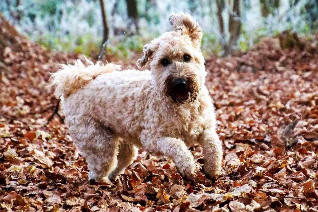 The Irish soft-coated wheaten terrier dog breed