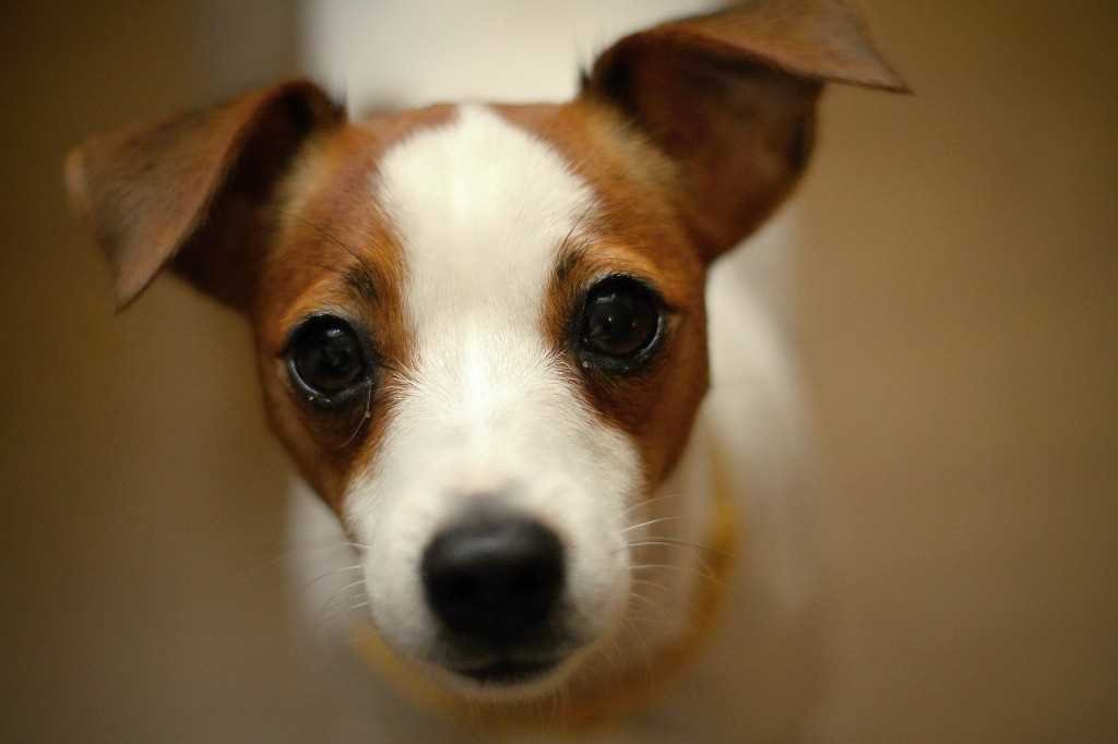 The Jack Russell Terrier Dog Breed
