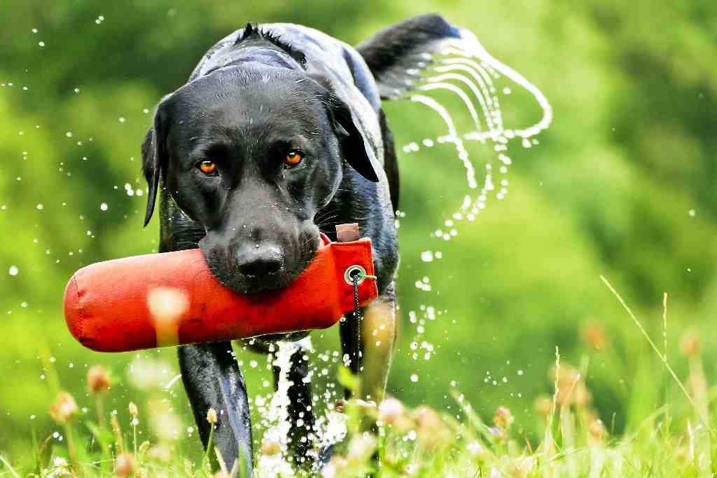 La raza de perro Labrador Retriever