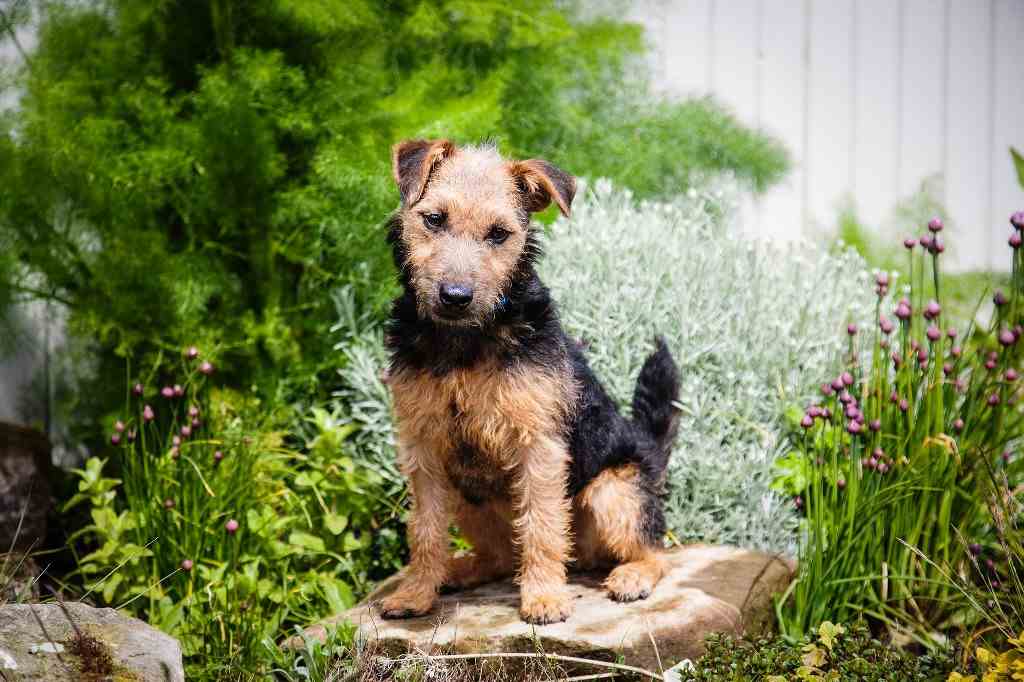 The lakeland terrier dog breed