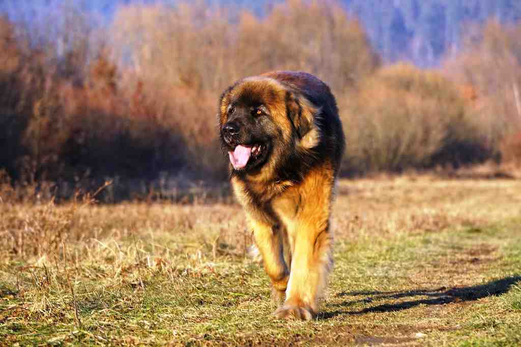 The Leonberger dog breed