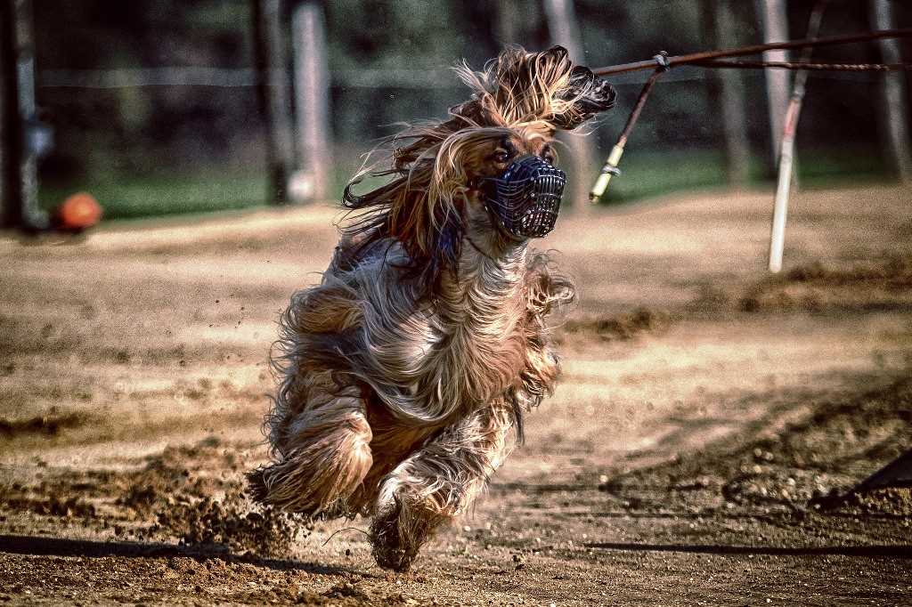 The Afghan Greyhound dog breed