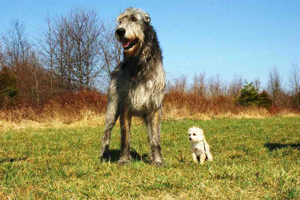 La race de chien Greyhound irlandais