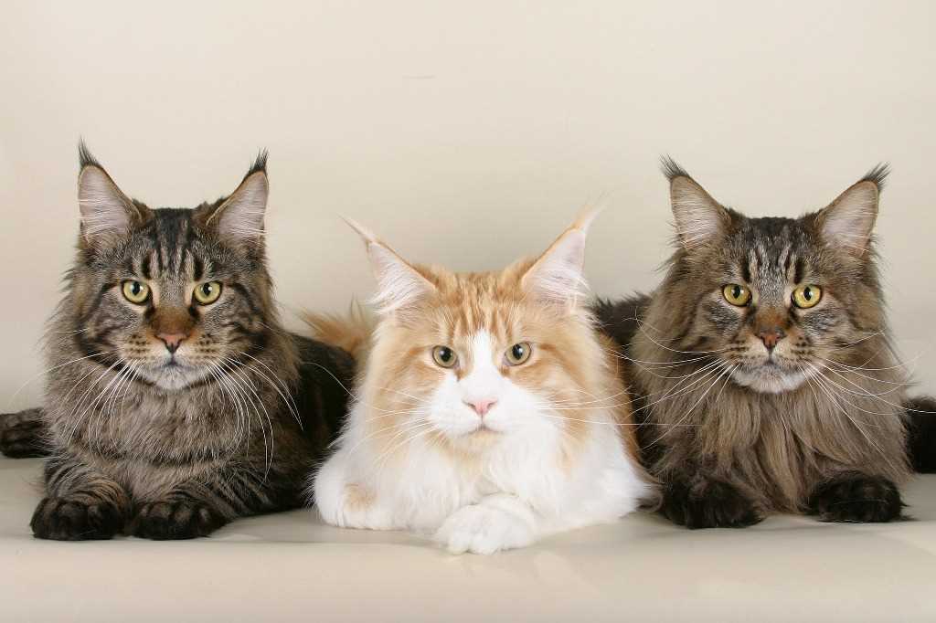 The feline breed MAINE COON