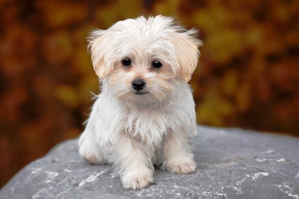 The Maltese dog breed