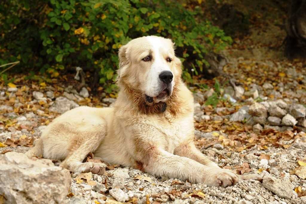 Central Asian sheepdog dog breed