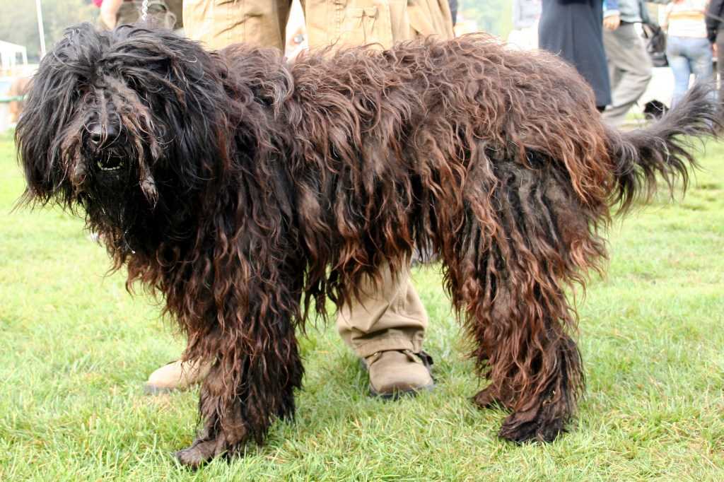 La razza canina cane da pastore bergamasco