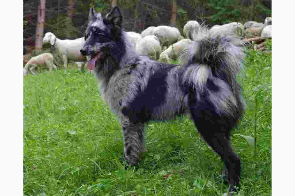 La raza de perro pastor Lessinia y Lagorai