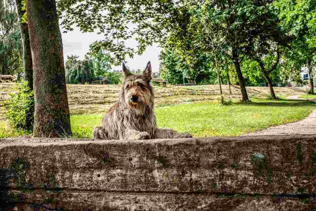 The Picardy shepherd dog breed