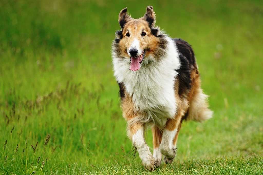 The collie or Scotch sheepdog dog breed
