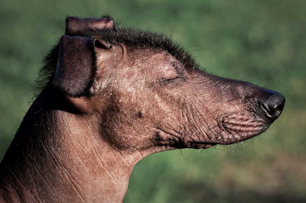 The xoloitzcuintle or mexican nude dog breed